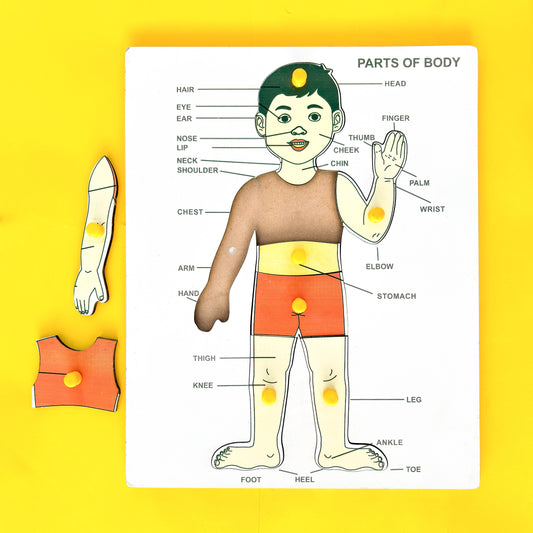 Puzzle of human body parts for small children to learn and play. Labeled parts include head, hair, eyes, ears, nose, cheeks, lips, neck, chin, shoulders, chest, stomach, arms, elbows, hands, palms, fingers, thumbs, legs, thighs, knees, ankles, feet, and toes.
